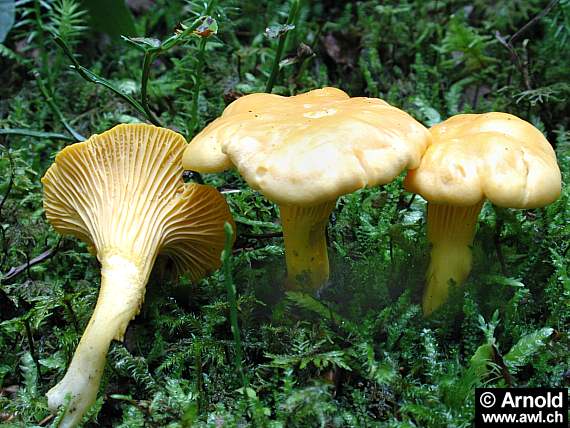  Image name: finferlo.jpg 
 width: 570 pixel 
 height: 428 pixel 
 Size: 55245 bytes 
 Click to enlarge 